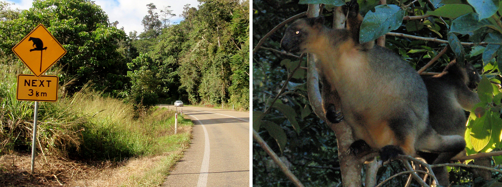 Tree Climbing Kangaroo